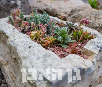 שוקת חצובה בסלע מקומי